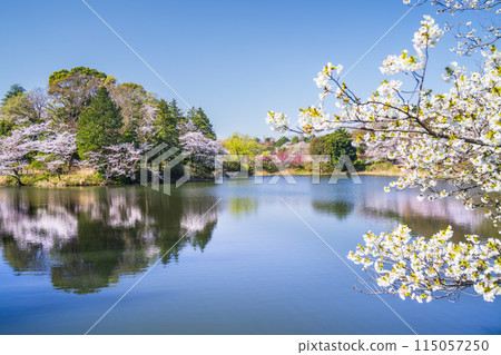 神奈川縣著名的賞櫻勝地三池公園的春天景色[神奈川縣/橫濱市] 115057250