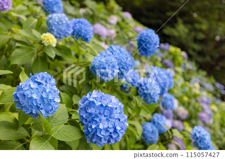 Asukayama公園的繡球花 115057427