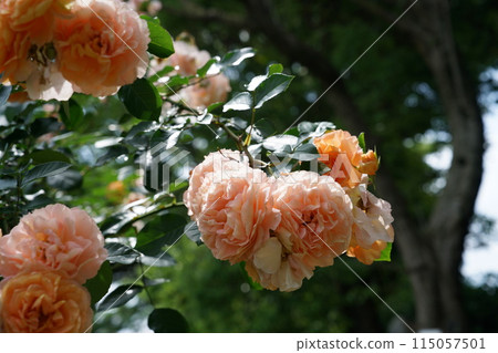 盛開的玫瑰 Sangerhausen Jubilaumsrose 盛開的玫瑰 Sangerhausen Jubilaumsrose 115057501