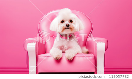 A small dog sits in a chair on a pink background, waiting for its turn for procedures. 115057782