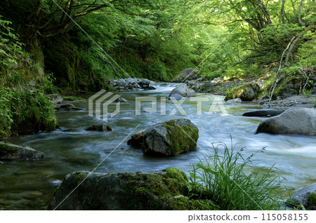 A mountain stream flowing through a green forest 115058155