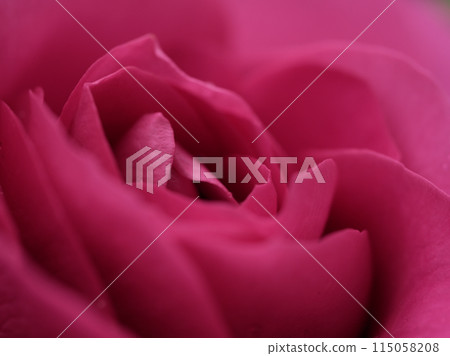 五月綻放的美麗粉紅玫瑰“Urara” 115058208