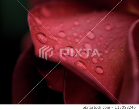「紅茶」是一種美麗的棕色玫瑰,在五月小雨時綻放。 「紅茶」是一種美麗的棕色玫瑰,在五月小雨時綻放。 115058246