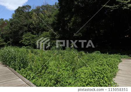 神奈川東高根森林公園 115058351