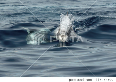 Risso dolphin close up portrait on blue sea surface 115058399