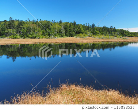 Kinunuma Marsh in early autumn 115058525