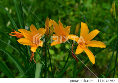 Zen Garden Flowers, Daylilies 115058762