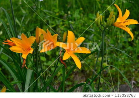 Zenteika（禪花園花）黃花菜（日光黃莎草） 115058763