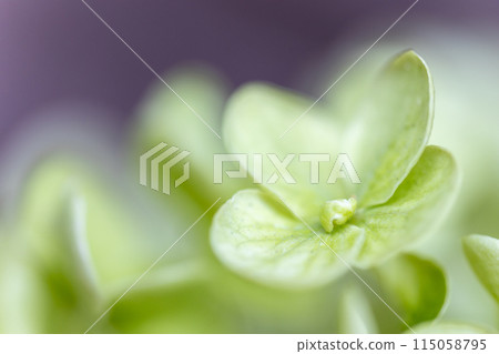 hydrangea hydrangea 115058795