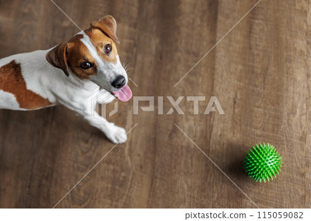 Happy Jack Russell Terrier playing green spiky ball on wooden floor background inside residential room apartments. Little active playful dog look excited energetic asking play and indoor activities Happy Jack Russell Terrier playing green spiky ball on wooden floor background inside residential room apartments. Little active playful dog look excited energetic asking play and indoor activities 115059082