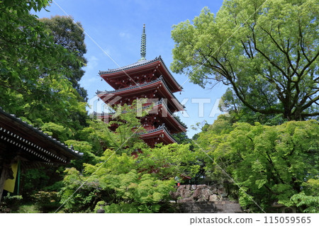 Five-story pagoda and early summer greenery (Godaisan Chikurinji Temple, Kochi Prefecture) 115059565