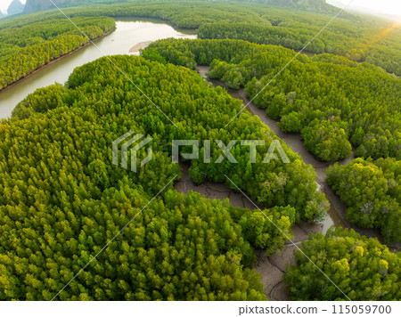 Amazing abundant mangrove forest, Aerial view of forest trees Rainforest ecosystem and healthy environment background, Texture of green trees forest top down, High angle view 115059700