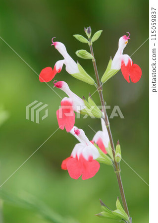 櫻桃鼠尾草花 櫻桃鼠尾草花 115059837