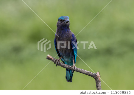 Indochinese roller close up shot animal portrait. 115059885