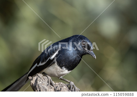 Oriental magpie robin on dly branch close up shot. 115059888