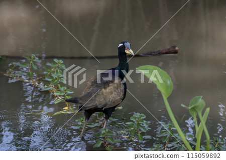 Bronze-winged Jacana on ground animal portrait. 115059892