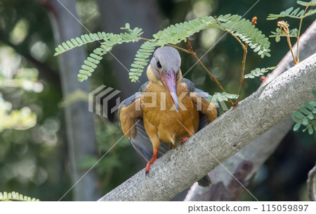 Stork-billed kingfisher childhood on the branch of a tree. 115059897