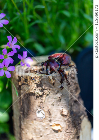 家養甲蟲 115060172