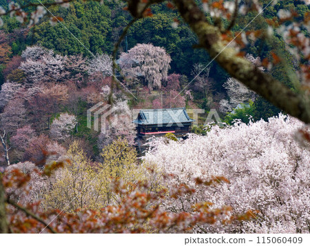 奈良縣吉野山櫻花環繞的寺廟 奈良縣吉野山櫻花環繞的寺廟 115060409