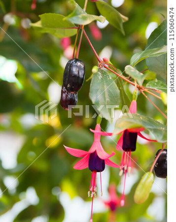 Red bellflower 115060474
