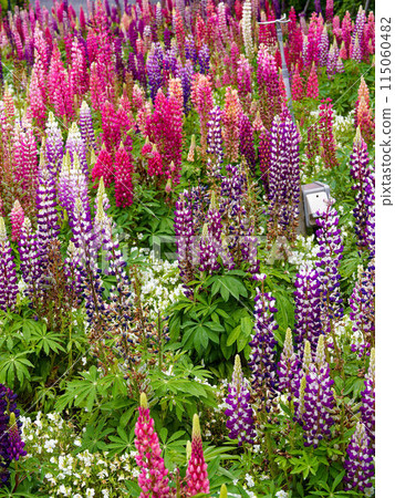 A garden filled with colorful lupines 115060482