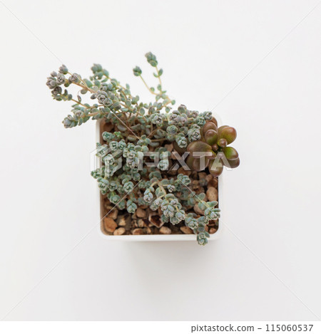 Desert succulent houseplant on white background Desert succulent houseplant on white background 115060537
