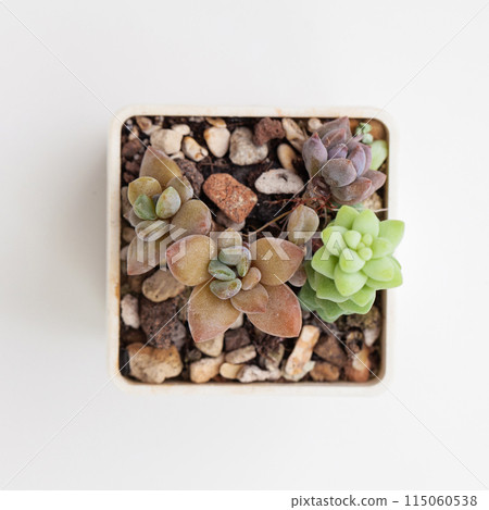 Small succulent. Houseplant in pot 115060538