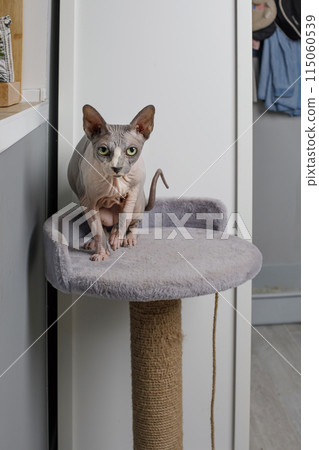 Cute cat resting, relaxing, playing on rope cat tree at home 115060539
