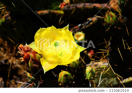 Prickly Pear Cactus Blossom Macro Prickly Pear Cactus Blossom Macro 115061014