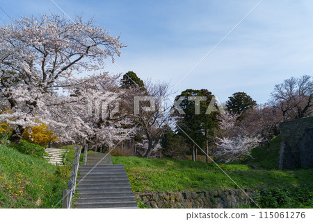 Cherry Blossoms in Matsumae, Hokkaido's famous cherry blossom spot, Minami-Do 115061276