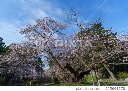 松前櫻花 - 北海道、北海道南部的賞櫻勝地 松前櫻花 - 北海道、北海道南部的賞櫻勝地 115061278