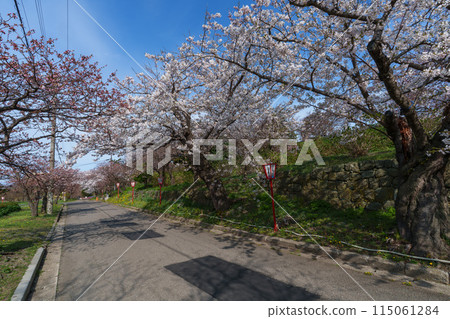 Cherry Blossoms in Matsumae, Hokkaido's famous cherry blossom spot, Minami-Do 115061284