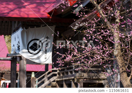Matsumae Castle in spring, a famous cherry blossom spot in Hokkaido 115061631