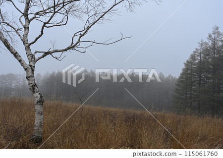 Misty scenery of Kirigamine / Nagano Prefecture 115061760