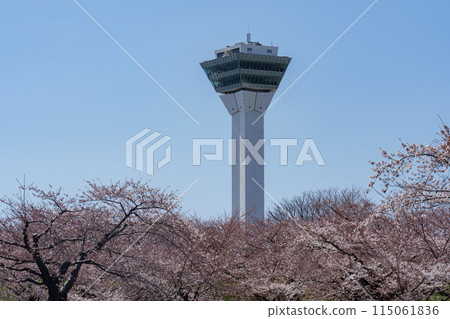 五稜郭塔與櫻花，北海道函館著名的賞櫻勝地 115061836