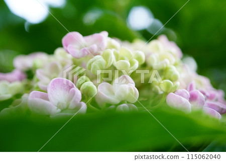  hydrangea 115062040