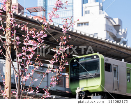 [Gotanda Station] A Japanese white-eye resting on a cherry tree 115062175
