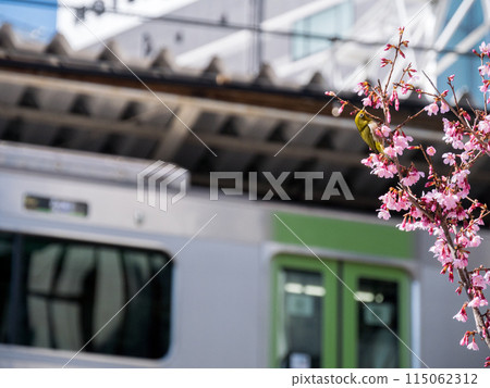 [Gotanda Station] A Japanese white-eye resting on a cherry tree 115062312