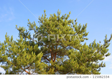 Pine branches against sky. Pine branches against sky. 115062334