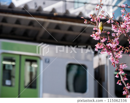 [Gotanda Station] A Japanese white-eye resting on a cherry tree 115062336