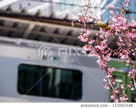 [Gotanda Station] A Japanese white-eye resting on a cherry tree 115062346