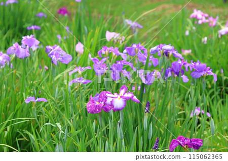 Katsushika Iris Festival at Mizumoto Park, late May to early June, Katsushika Ward, Tokyo 115062365