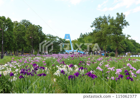 葛飾鳶尾節,水元公園,五月底至六月初,東京葛飾區 葛飾鳶尾節,水元公園,五月底至六月初,東京葛飾區 115062377