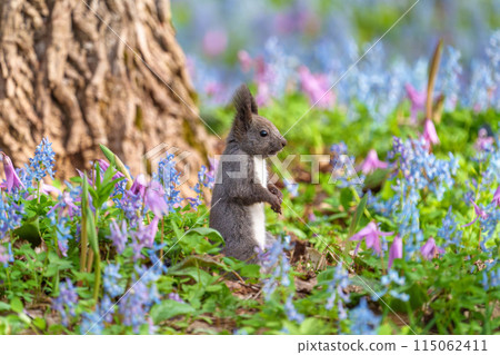 Fantasy-like fairy-tale flower field of Hokkaido squirrels at Urausu Shrine in Hokkaido 115062411