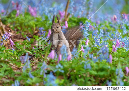Fantasy-like fairy-tale flower field of Hokkaido squirrels at Urausu Shrine in Hokkaido 115062422