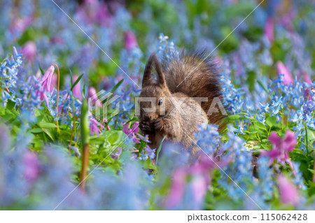 Fantasy-like fairy-tale flower field of Hokkaido squirrels at Urausu Shrine in Hokkaido 115062428
