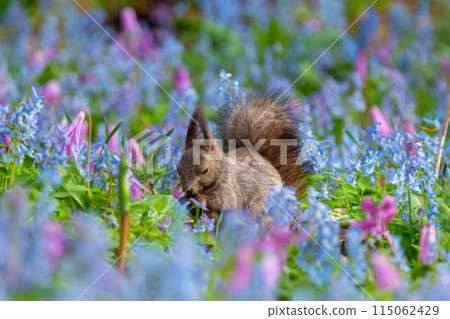 Fantasy-like fairy-tale flower field of Hokkaido squirrels at Urausu Shrine in Hokkaido 115062429