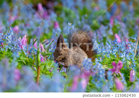 Fantasy-like fairy-tale flower field of Hokkaido squirrels at Urausu Shrine in Hokkaido 115062430