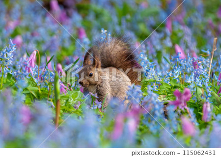 Fantasy-like fairy-tale flower field of Hokkaido squirrels at Urausu Shrine in Hokkaido Fantasy-like fairy-tale flower field of Hokkaido squirrels at Urausu Shrine in Hokkaido 115062431