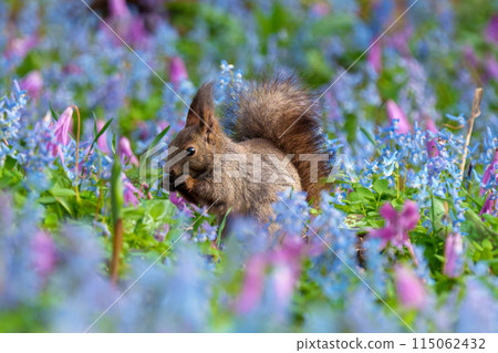 Fantasy-like fairy-tale flower field of Hokkaido squirrels at Urausu Shrine in Hokkaido Fantasy-like fairy-tale flower field of Hokkaido squirrels at Urausu Shrine in Hokkaido 115062432
